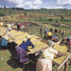 ALL DAY ROASTING COMPANY</br>Kenya, Nyeri <br>肯亞, 冽里<br><small>Yerihar FCS AA TOP/SL28、SL34<br>耶里哈處理廠 </small><br>售完 Out Of Stock：圖片 4