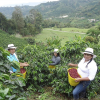 THE COFFEE CLUB CO.</br>Columbia, Huila</br>哥倫比亞, 薇拉</br><small>Supremo<br>頂級</small>：圖片 4