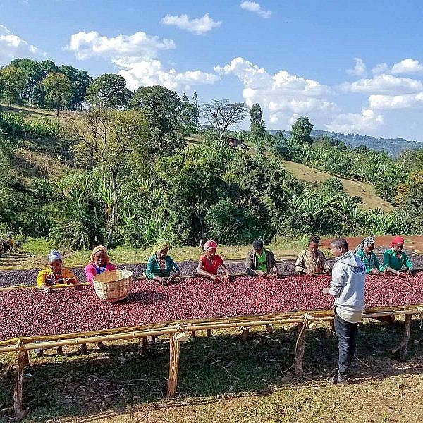 workers and coffee sun drying beds in Yirgachefe, Ethiopia