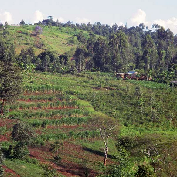 Coffee Farm in Nyeri Region of Kenya