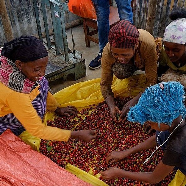 Sorting through coffee cheries in Wush Wish Ethiopia area