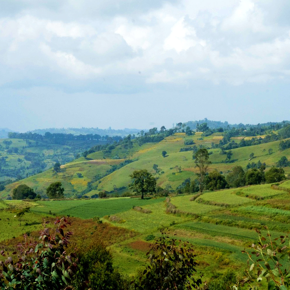 Photo of Wush Wush region of Ethiopia