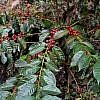 dAVinci <br>Ethiopia Sidamo</br><small>衣索比亞 西達摩 <br>WUSH WUSH</br></small>：圖片 4