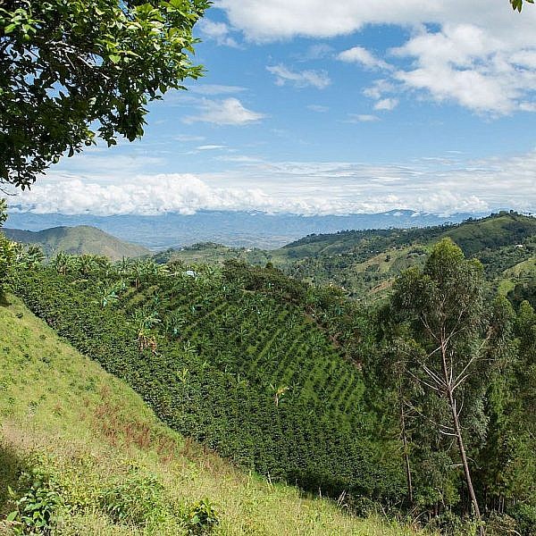 Photo of Huila Region of Colombia with coffee terraces