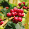 YI PIN COFFEE ESTATE<br>一品咖啡莊園<br>Taiwan Alishan</br>台灣阿里山 <br>Sun Dried</br>日曬</small>：圖片 5