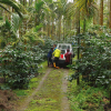 YI PIN COFFEE ESTATE<br>一品咖啡莊園<br>Taiwan Alishan</br>台灣阿里山 <br>Sun Dried</br>日曬</small>：圖片 4