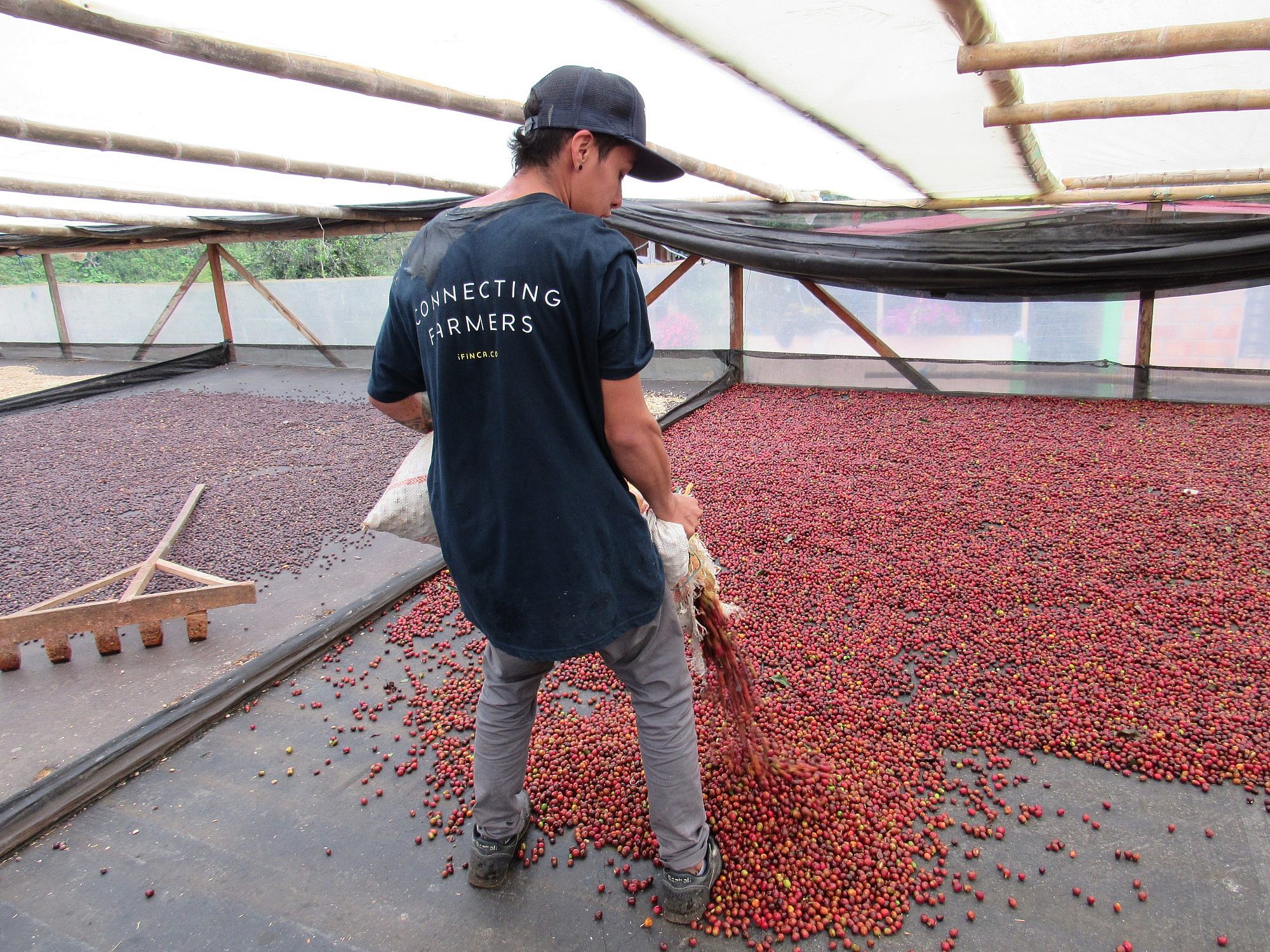 Man spreading coffee cherries on drying platform for natural processing