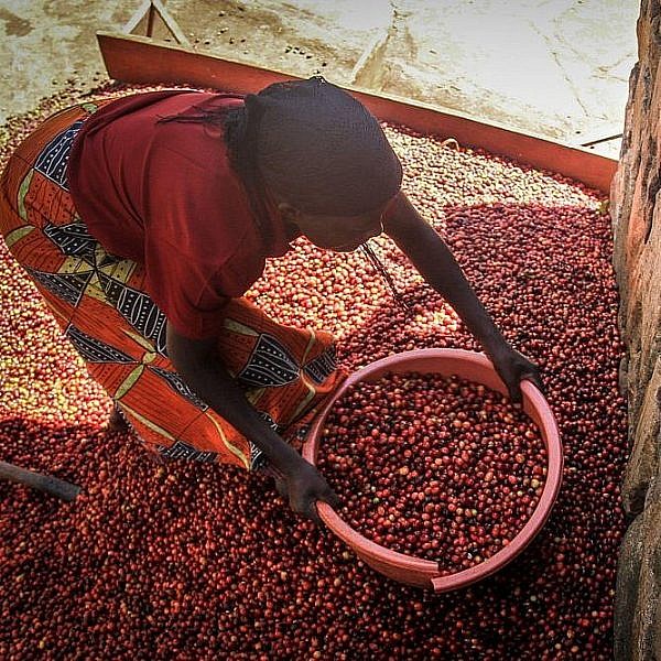Woman gathering coffee cherries