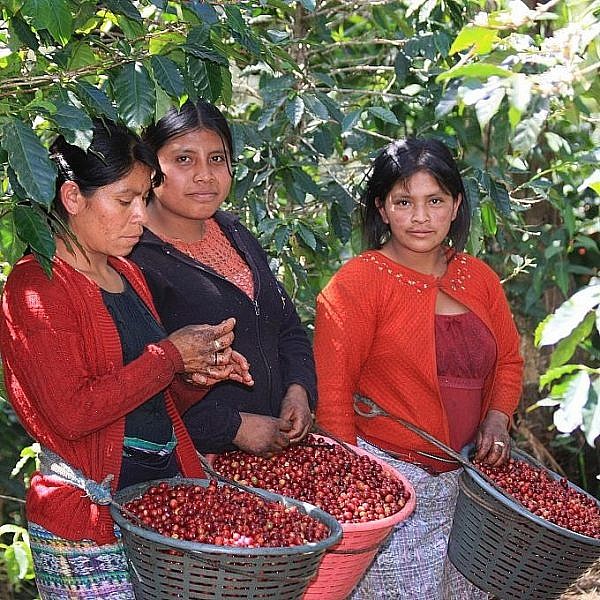 Guatemalan women carrying loads of coffee cherries