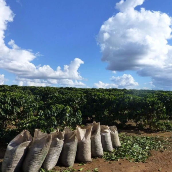acai coffee plants in field in Cerrado, Brazil