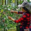 YI PIN COFFEE ESTATE<br>一品咖啡莊園<br>Taiwan Alishan</br>台灣阿里山 <br>Sun Dried</br>日曬</small>：圖片 6