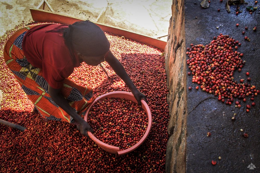 Gathering coffee cherries in Rwanda