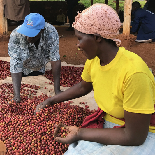 Selecting Nyeri AA coffee cherries