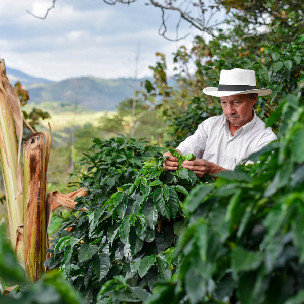 Colombia, Nariño Department, Coffee Farmer inspecting plants