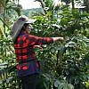 YI PIN COFFEE ESTATE<br>一品咖啡莊園<br>TAIWAN ALISHAN </br>台灣阿里山 <br><small>Water Process<br>水洗處理法</small>：圖片 5