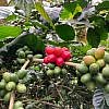 YI PIN COFFEE ESTATE<br>一品咖啡莊園<br>TAIWAN ALISHAN </br>台灣阿里山 <br><small>Water Process<br>水洗處理法</small>：圖片 4