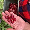 YI PIN COFFEE ESTATE<br>一品咖啡莊園<br>TAIWAN ALISHAN </br>台灣阿里山 <br><small>Water Process<br>水洗處理法</small>：圖片 6