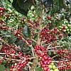 FORMULA Coffee Roaster </br>Colombia Tolima</br> 哥倫比亞 托利馬 </br><small>La Gallera Estate</br>鬥雞莊園</small>：圖片 2