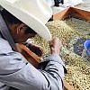 FORMULA Coffee Roaster </br>Colombia Tolima</br> 哥倫比亞 托利馬 </br><small>La Gallera Estate</br>鬥雞莊園</small>：圖片 3