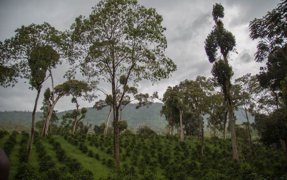 Sidamo Region of Ethiopia