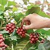 ALL DAY ROASTING CO </br>Costa Rica Tarrazu </br>哥斯大黎加 塔拉珠 </br>Carlos Fallas </br>卡洛斯 法樂斯：圖片 5