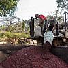 THE COFFEE CLUB<br> Guatemala Fraijanes<br> 瓜地馬拉 弗賴哈內斯<br><small>Finca Los Alpes<br>愛貝絲莊園 <br>Bulk Sale / 批量特價 </small>：圖片 2