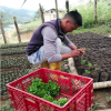The NORMAL</br>  Ecuador Zamora Chinchipe<br> 厄瓜多 薩莫拉 欽奇佩<br><small>William Abad<br>威廉阿巴德 <br>Bulk Sale / 批量特價  </small>：圖片 2
