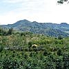 Hacienda de Esmeralda-- The Farms